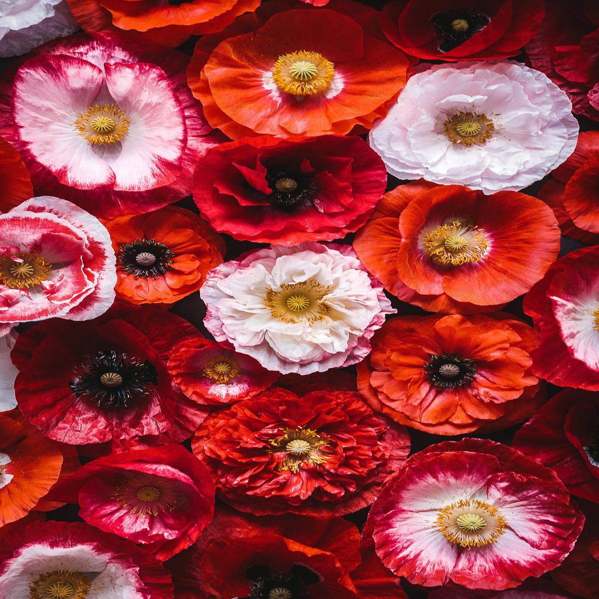 1000 Mixed Colors DOUBLE SHIRLEY POPPY Papaver Rhoeas Flower Seeds