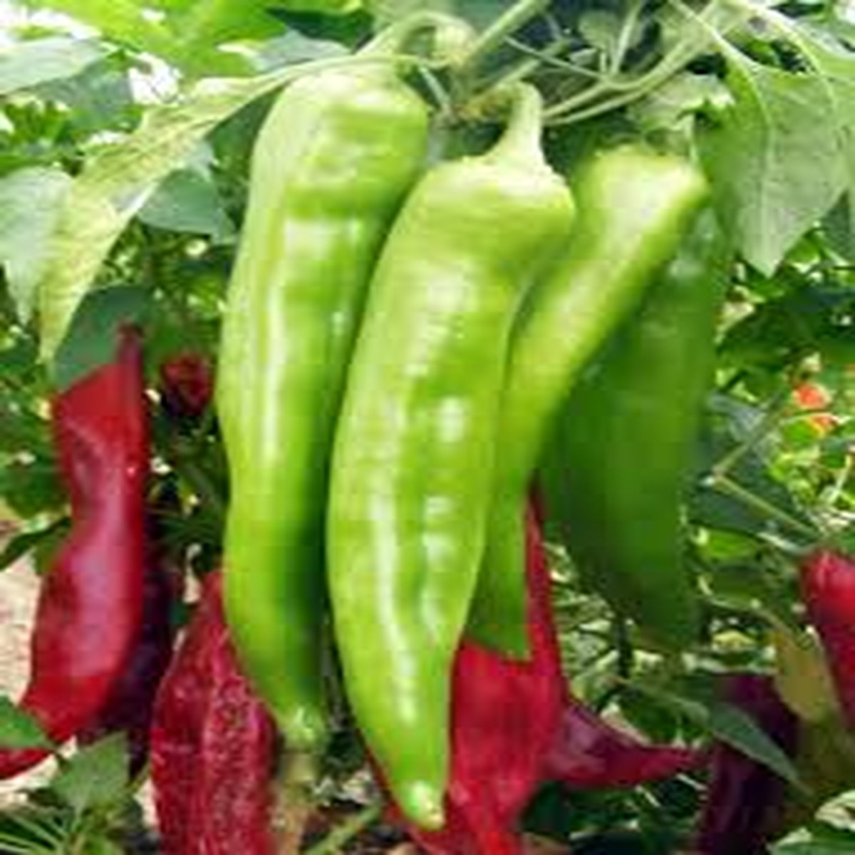 25 Hatch Big Jim Pepper Seeds Capsicum annuum Mild to Medium Heat, Heirloom, Non-GMO, Perfect for Roasting