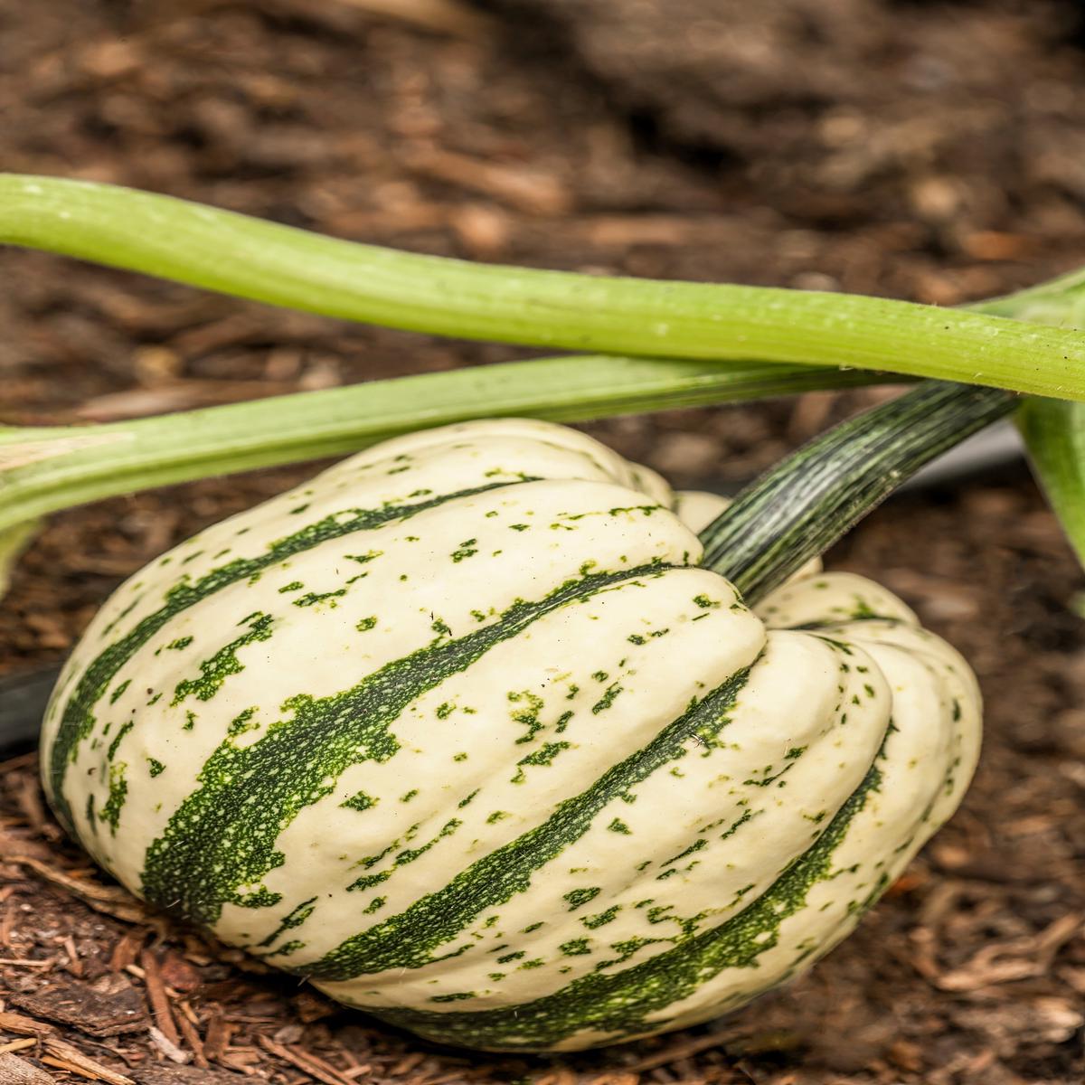 25 SWEET DUMPLING SQUASH Orange Winter Delicata Cucurbita Maxima Vegetable Seeds