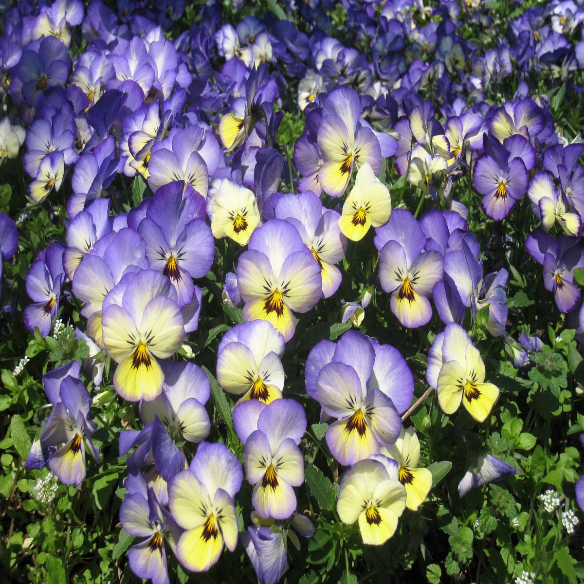 50 Light JOHNNY JUMP UP Viola Tricolor Violet Flower Seeds