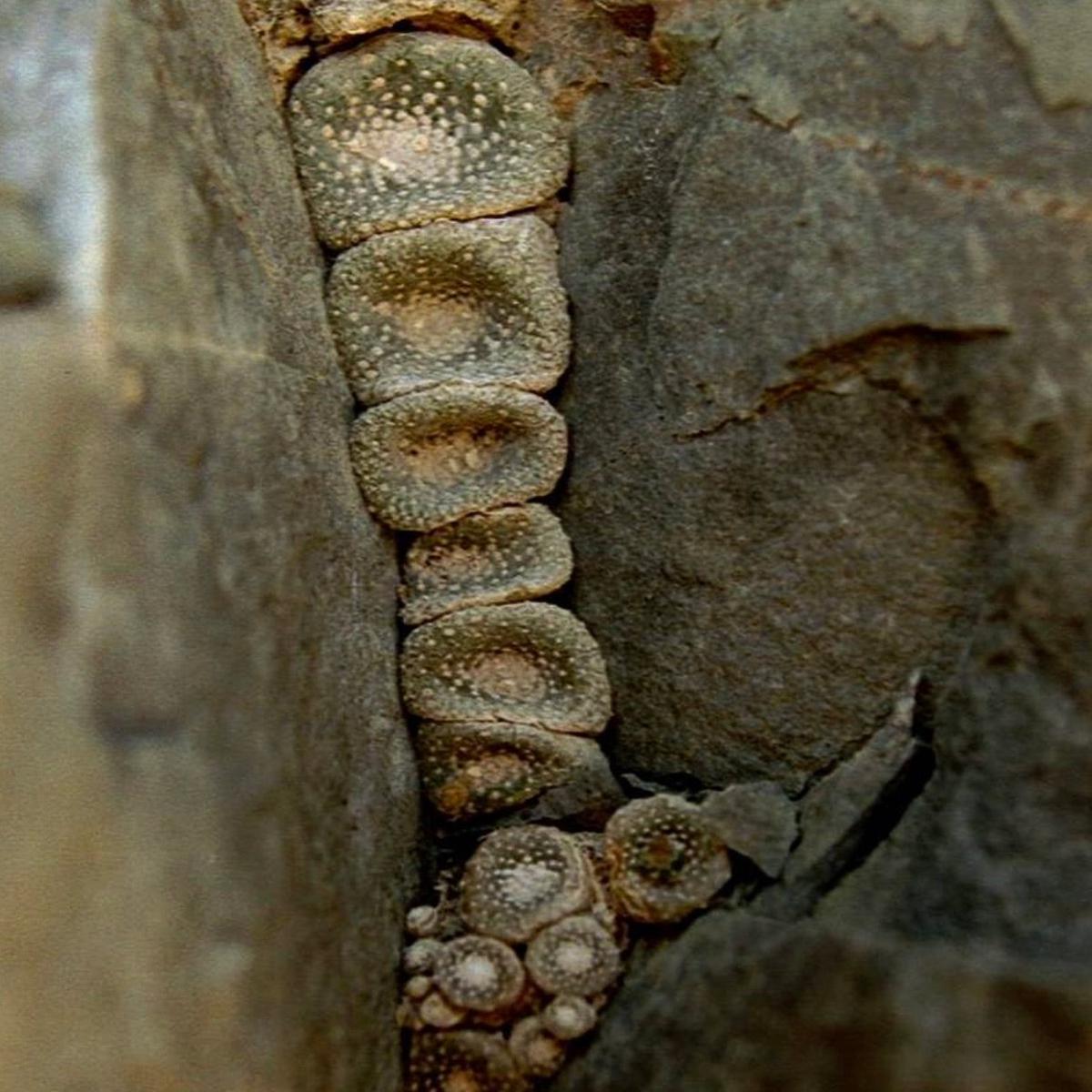 Blossfeldia sp. (Rio Chico, Bolivia) SEEDS