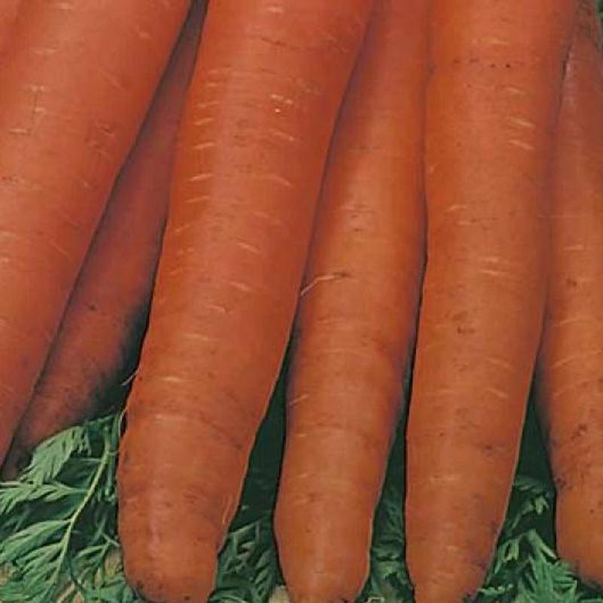 Carrot Touchon 8211 Mr Fothergill8217s Seeds