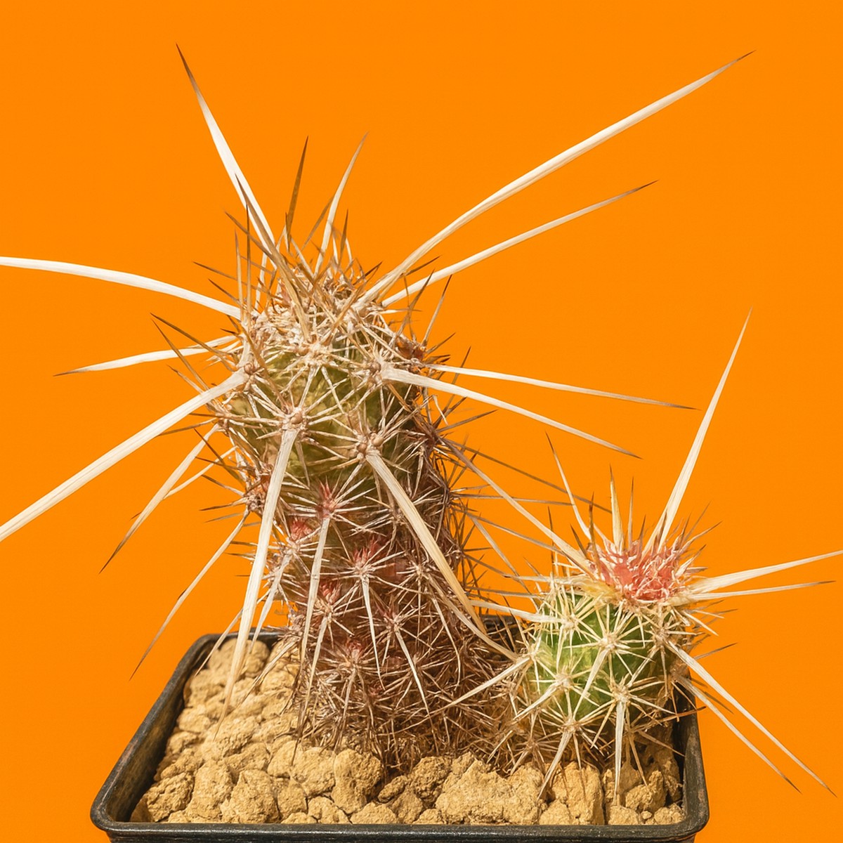 Echinocereus brandegeei LAU026 SEEDS