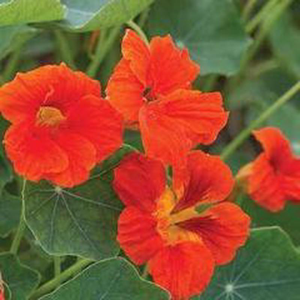 Nasturtium Empress of India 8211 Burpee Seeds