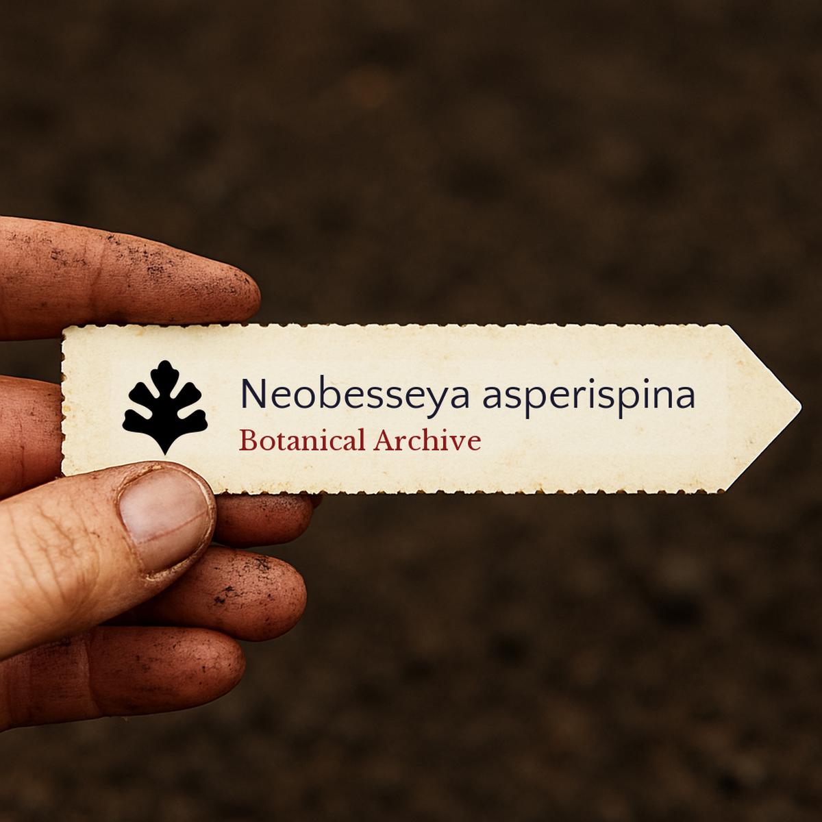 Neobesseya asperispina SEEDS