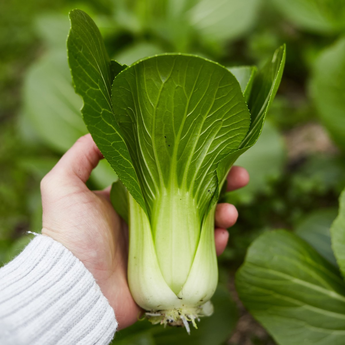 Pak Choi Green Vegetable | X 100 Seeds