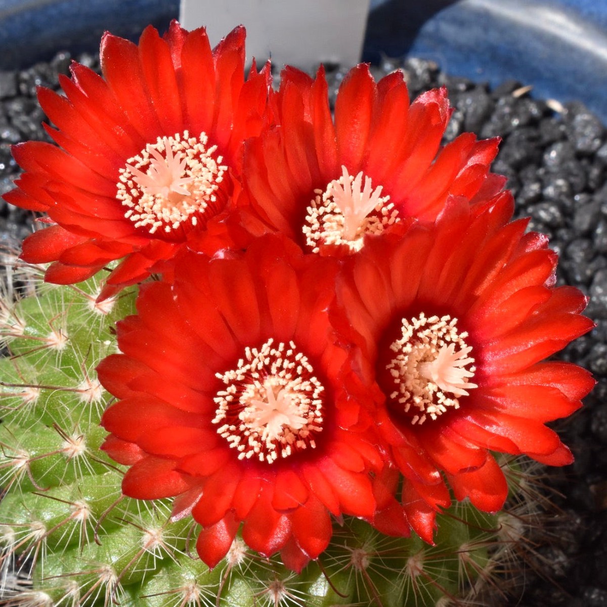 Parodia sanguiniflora SEEDS