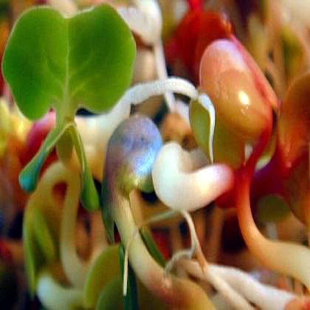 Radish Sprouting Seeds - 4 ounces - Tangy