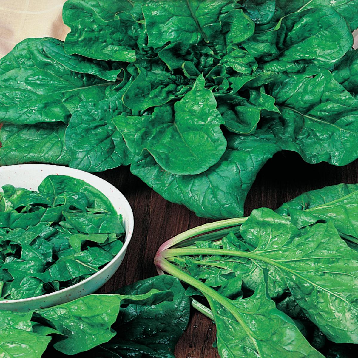 Spinach 'Matador' Seeds