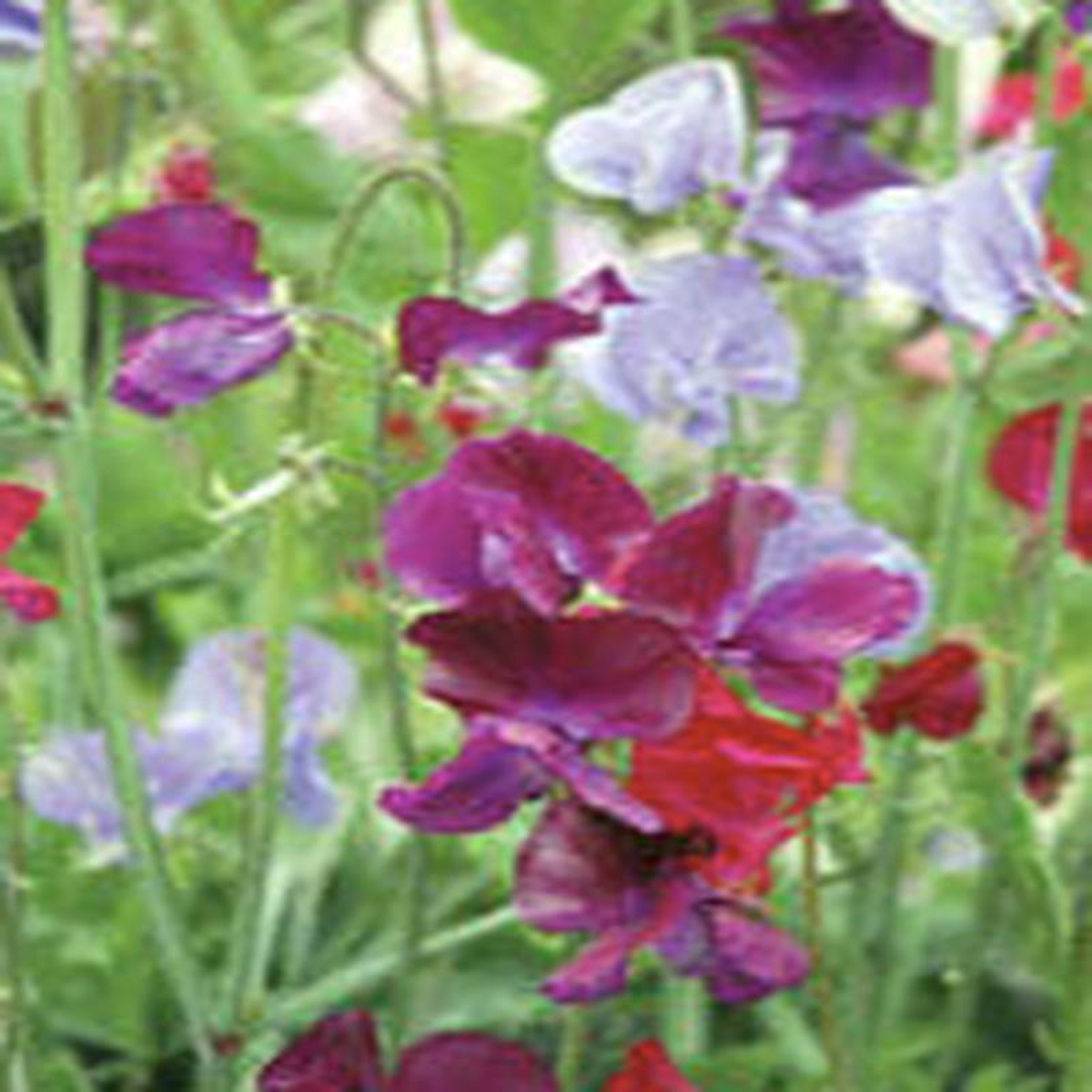Sweet Peas Bijou Mixed Colours 8211 Ontario Seed Company
