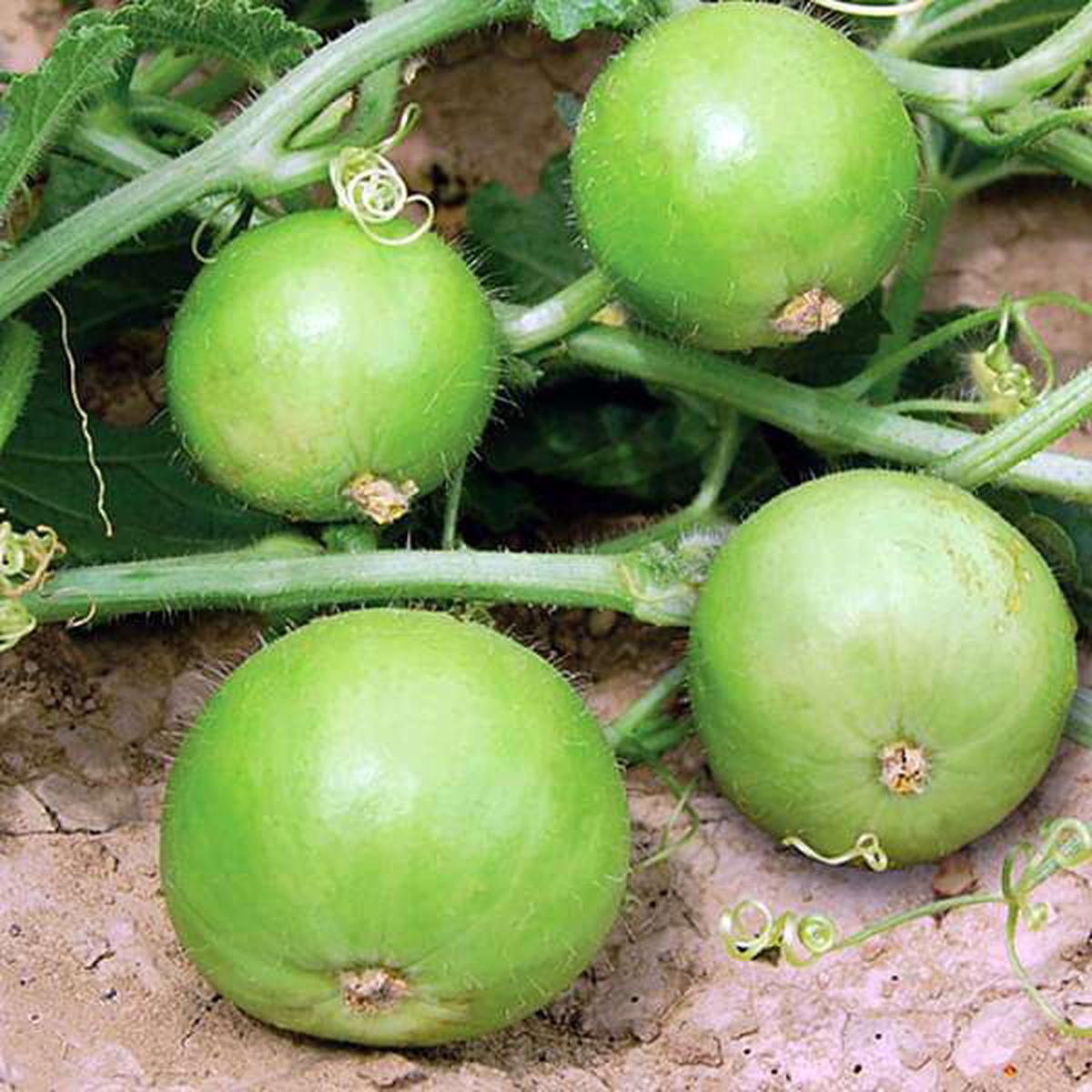 Tinda - Desi Vegetable Seeds - Default Title