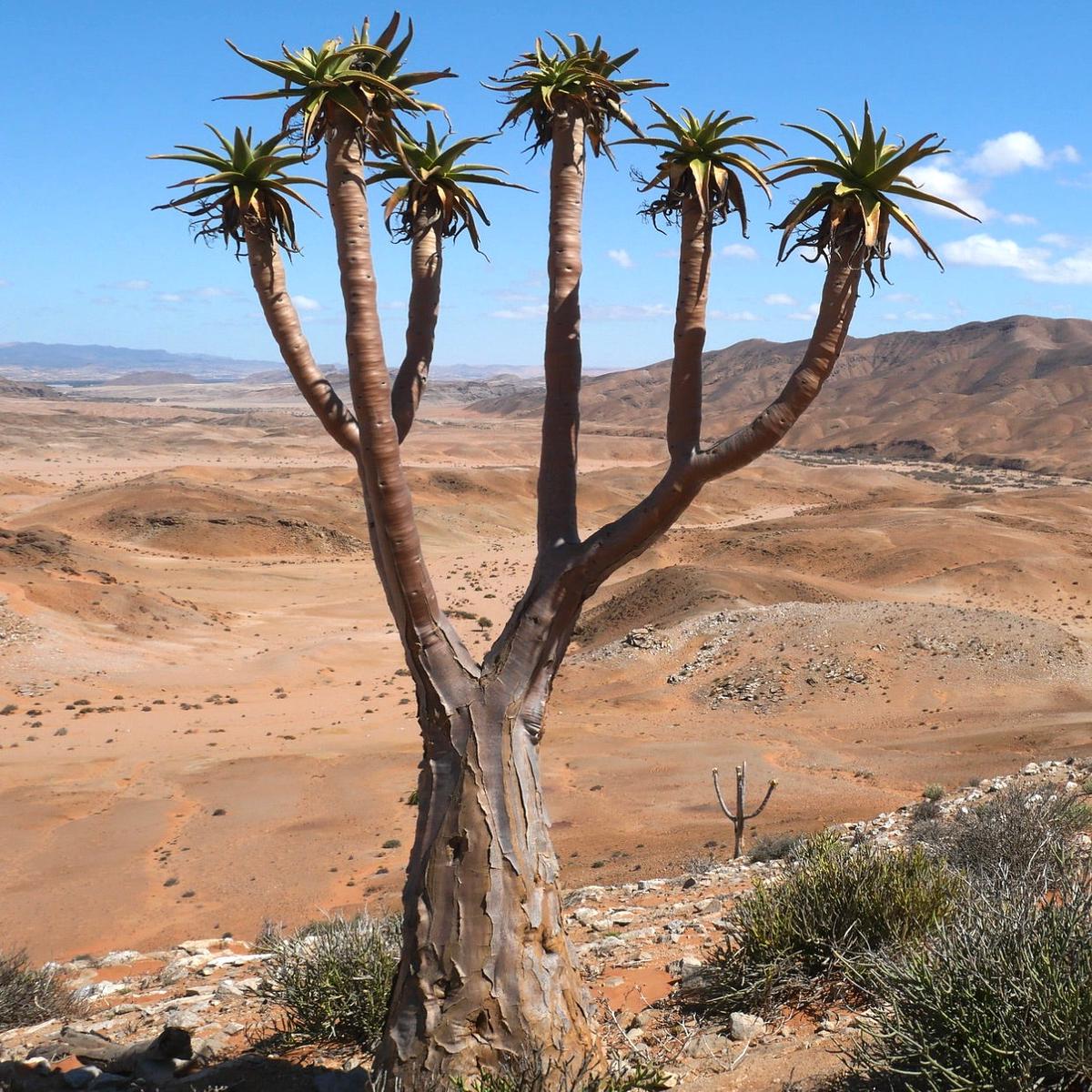 Aloidendron pillansii (syn. Aloe pillansii) SEEDS