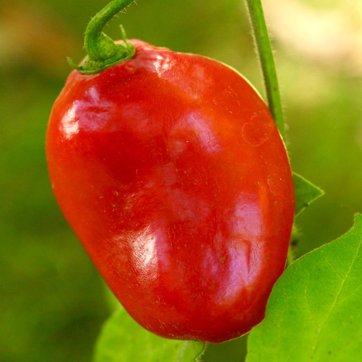 Capsicum pubescens 'rocoto' SEEDS