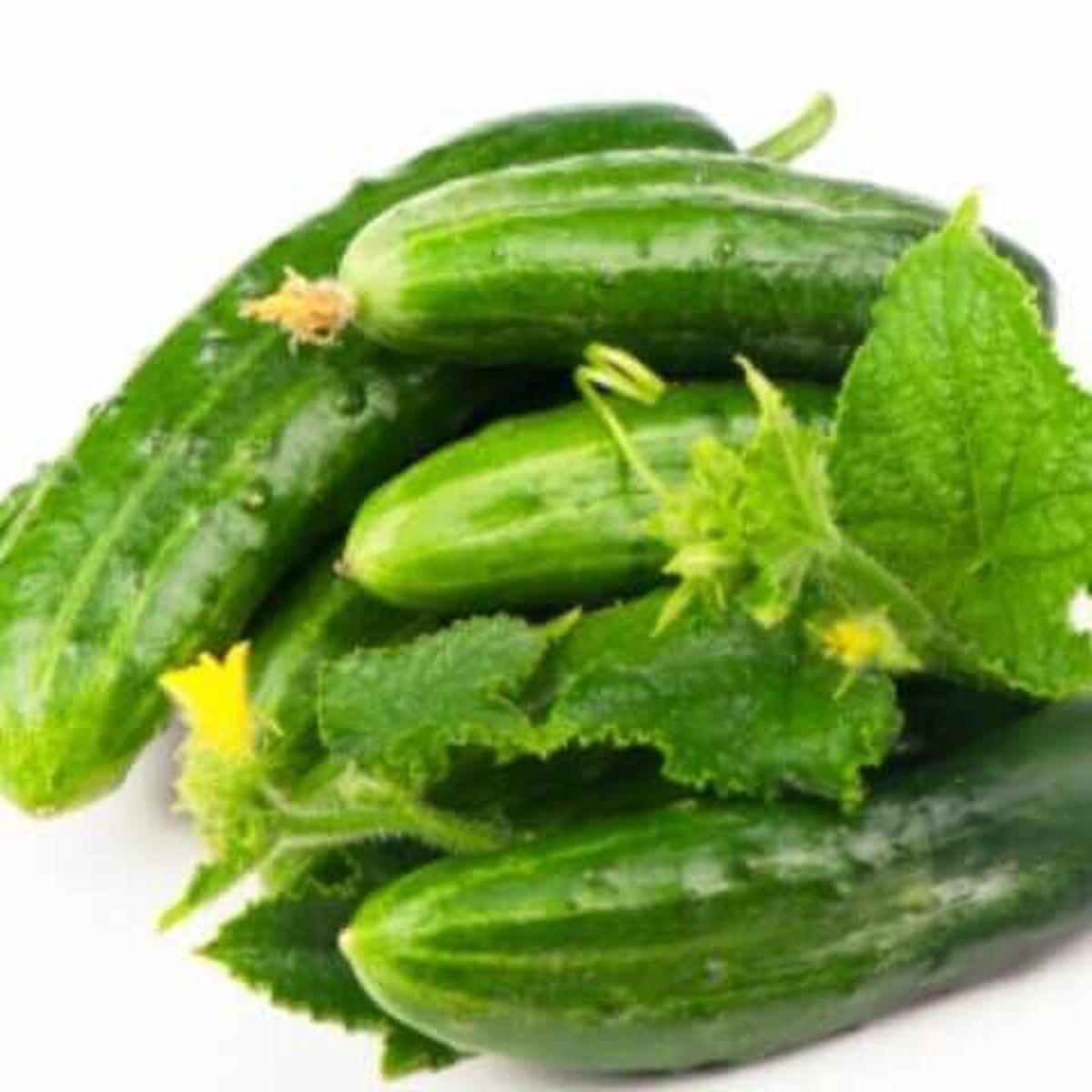 Cucumber Marketmore - Ontario Seed Company