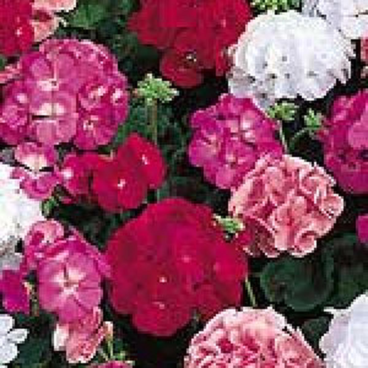 Geranium Maverick Mixed Colours - Ontario Seed Company