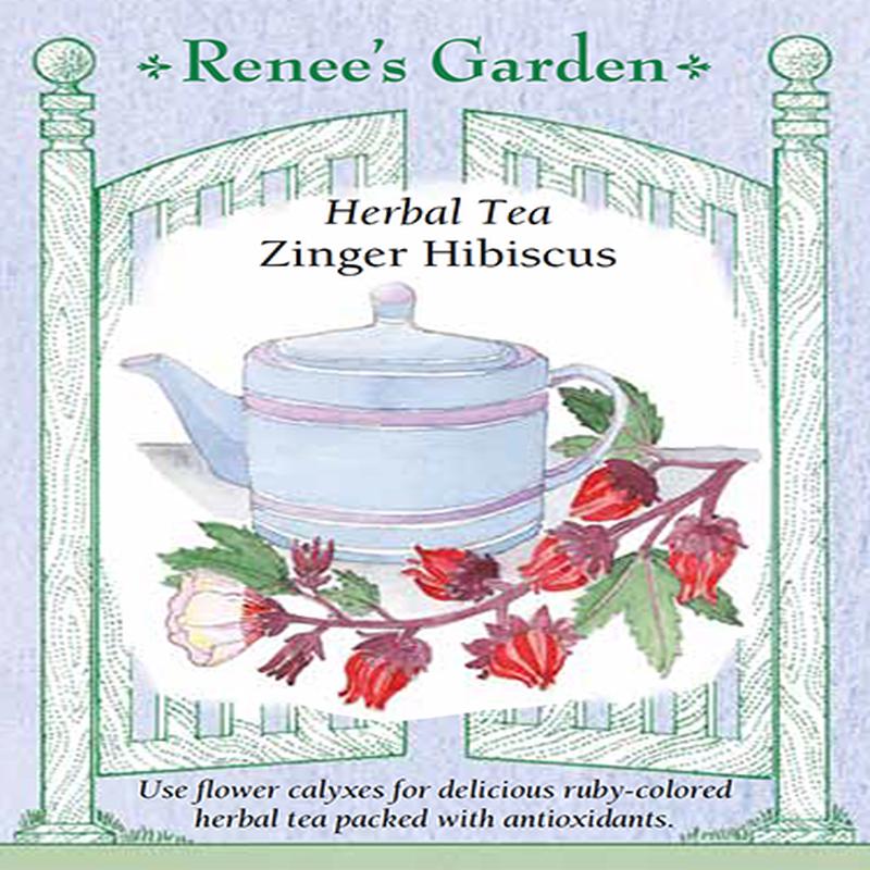 Hibiscus Zinger - Renee's Garden