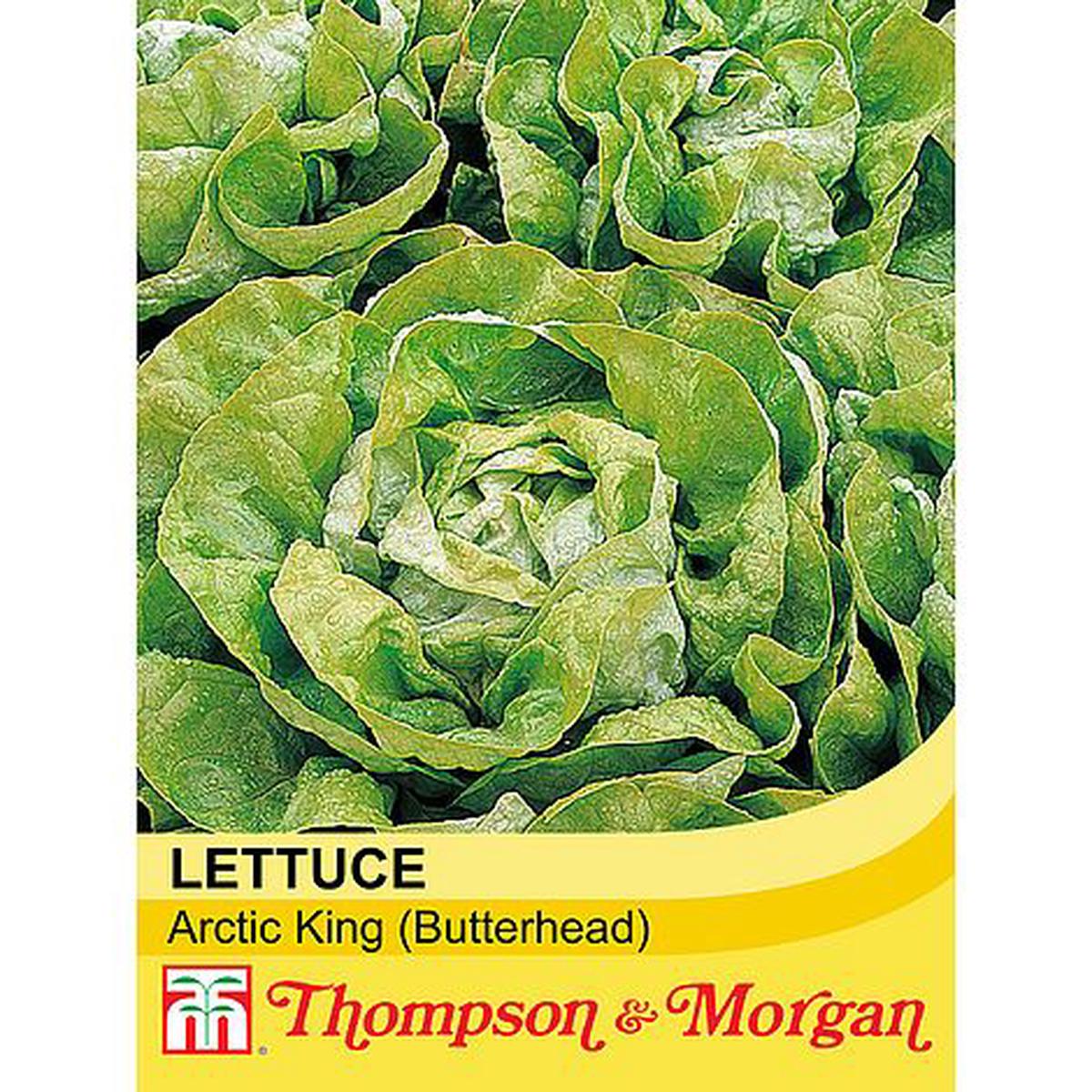 Lettuce Artic King
