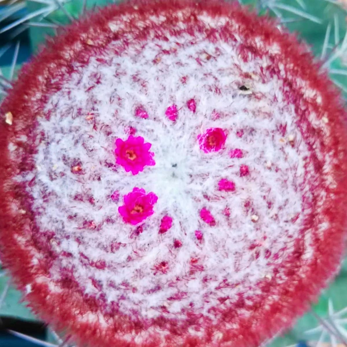 Melocactus rubrispinus SEEDS