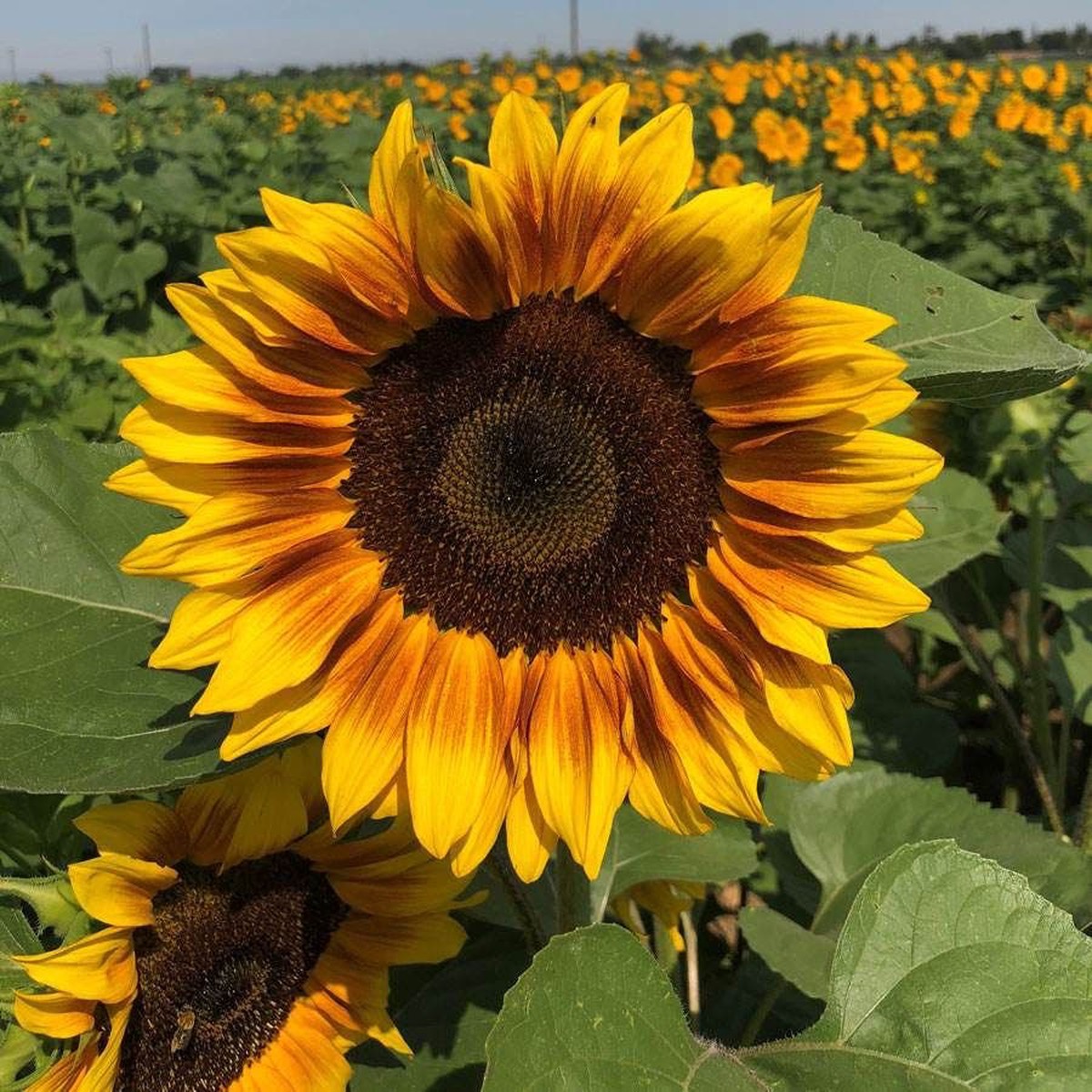 ProCut Bi-Colour Sunflower Seeds
