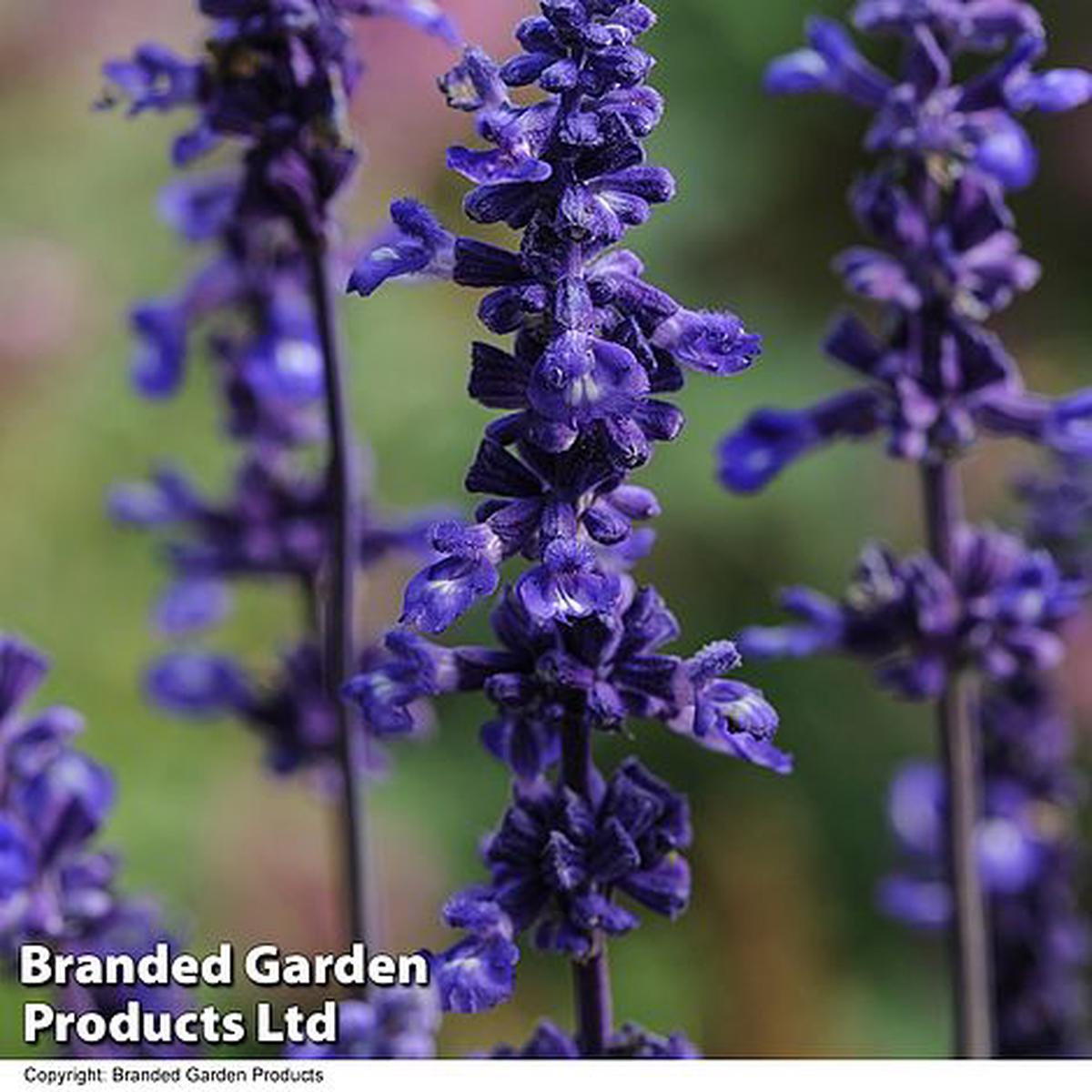 Salvia farinacea Victoria Blue