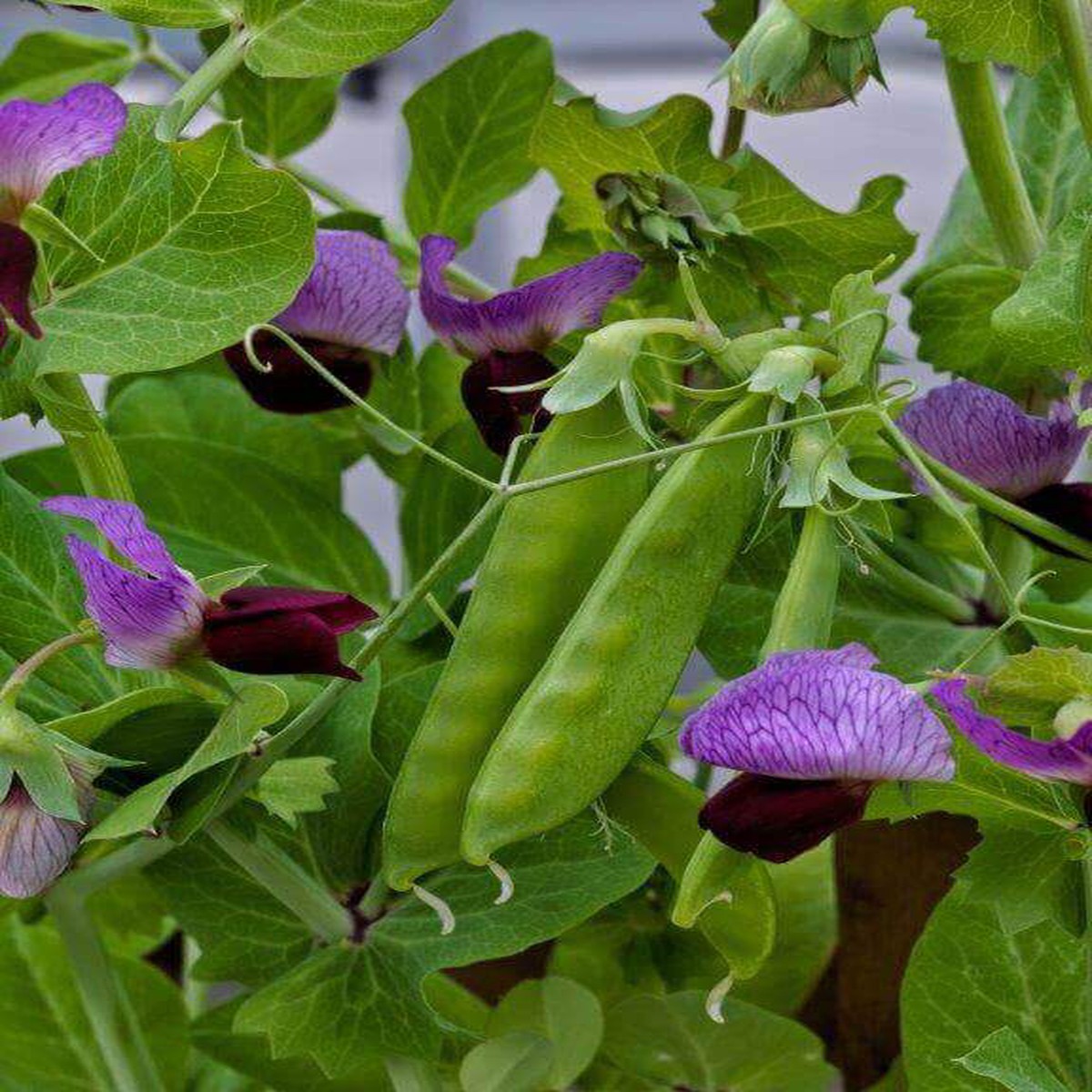 Snow Peas Little Purple Large - Ontario Seed Company