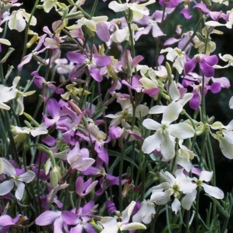 Stock Night Scented Starlight Scentsation - Mr. Fothergill's Seeds