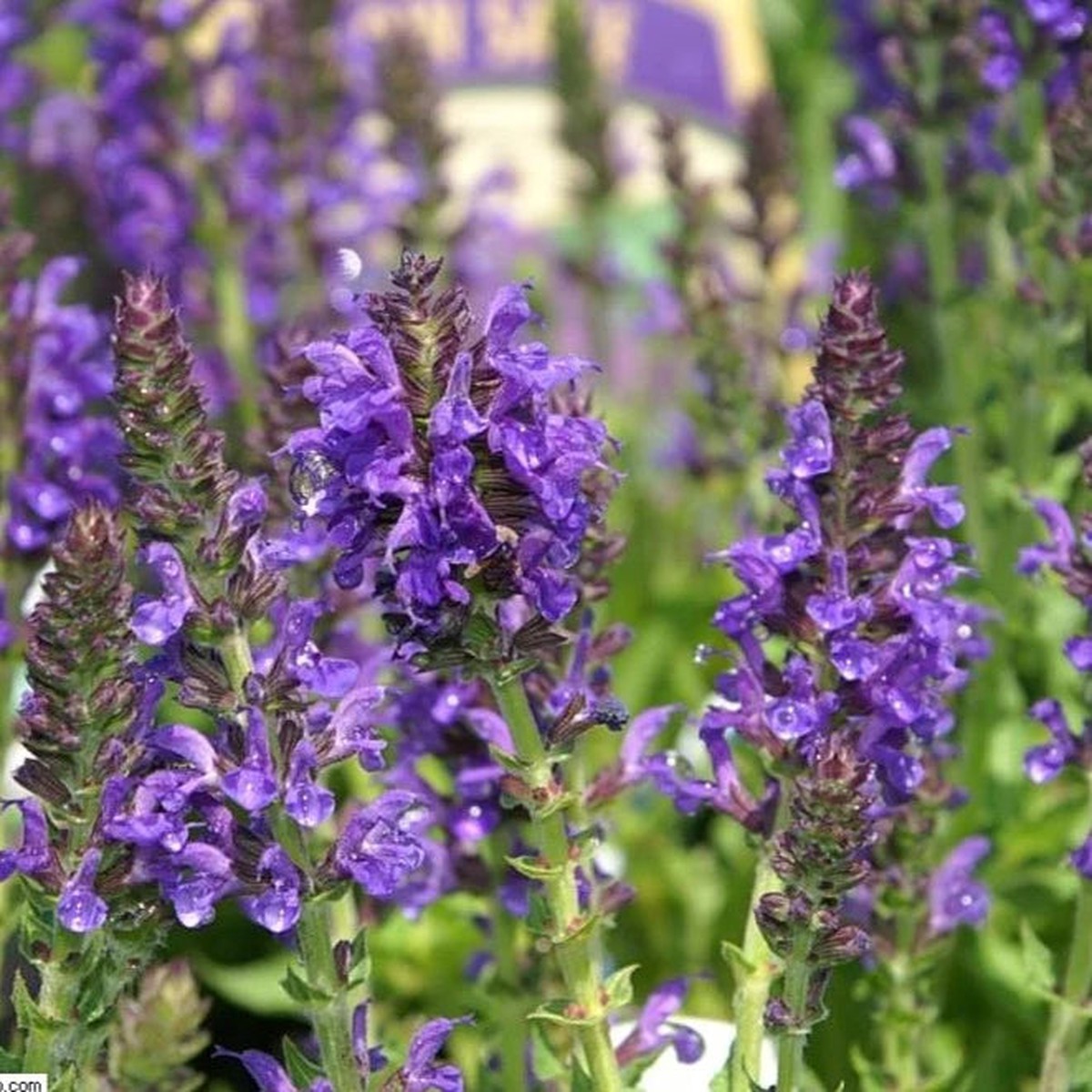 Woodland sage