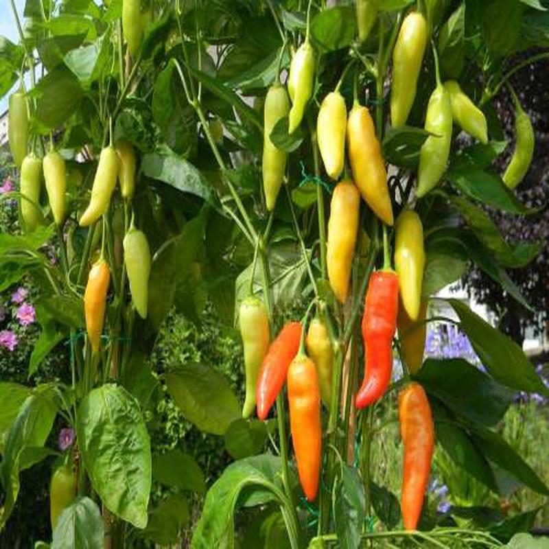 Aji Cristal - Chilli Pepper - Capsicum baccatum - 5 Seeds