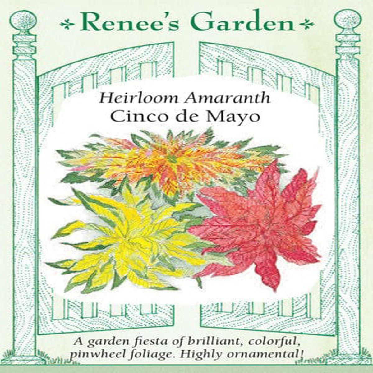 Amaranth Cinco de Mayo - Renee's Garden
