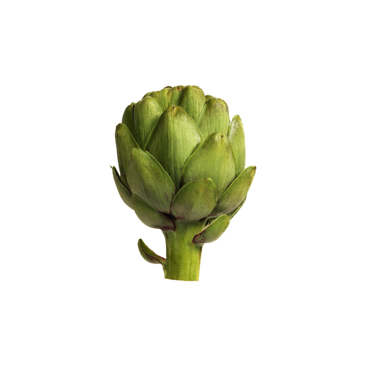 Artichoke Green Globe Improved Seeds | OSC Seeds