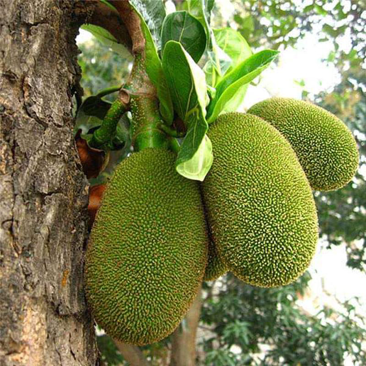 Artocarpus Heterophyllus Jackfruit 8211 05 kg Seeds