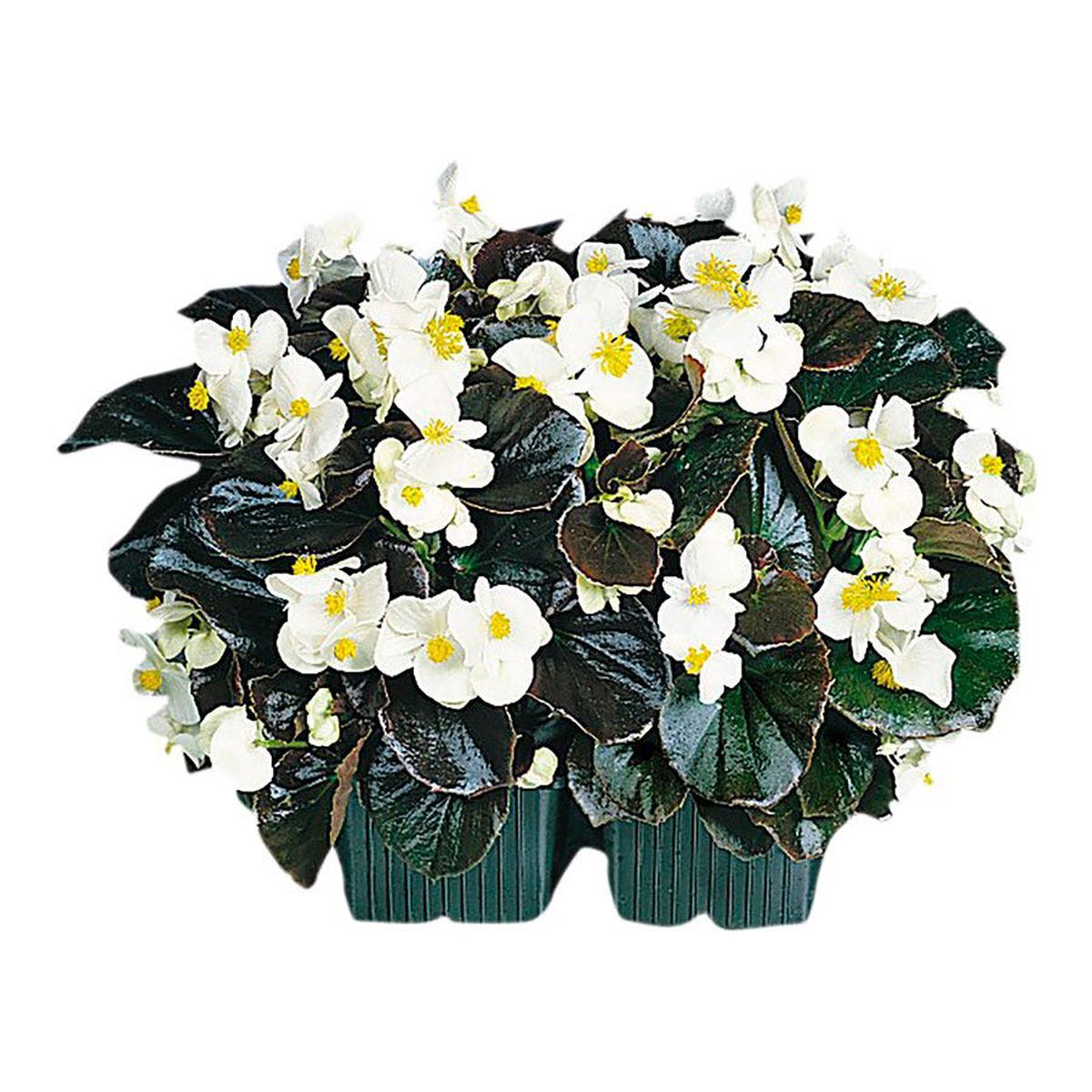 Cocktail Whisky Begonia Seeds