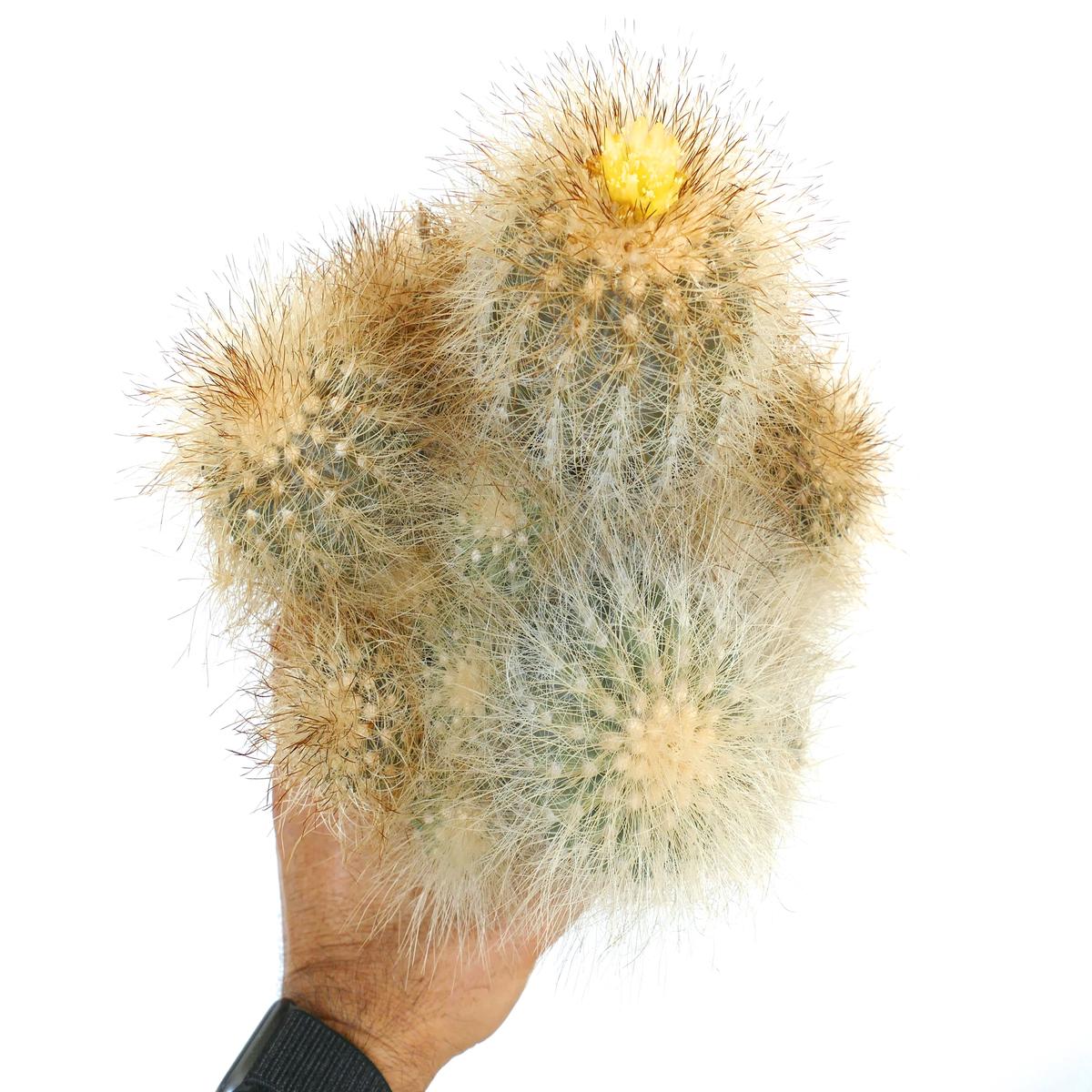 Copiapoa krainziana var. scopulina SEEDS