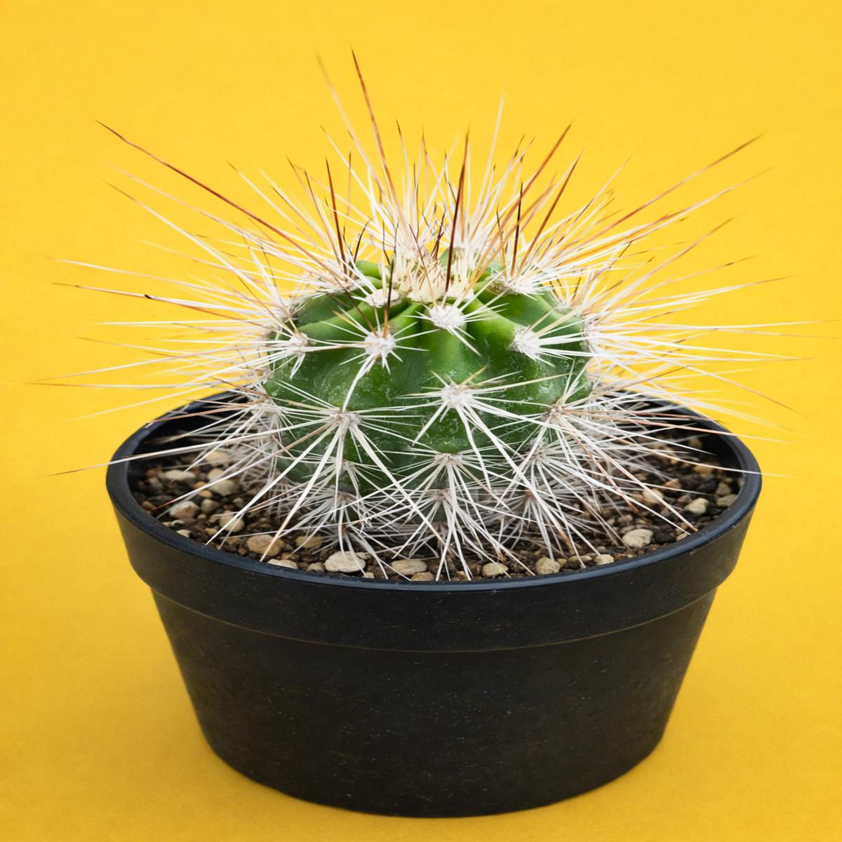 Echinocereus llanuraensis SEEDS