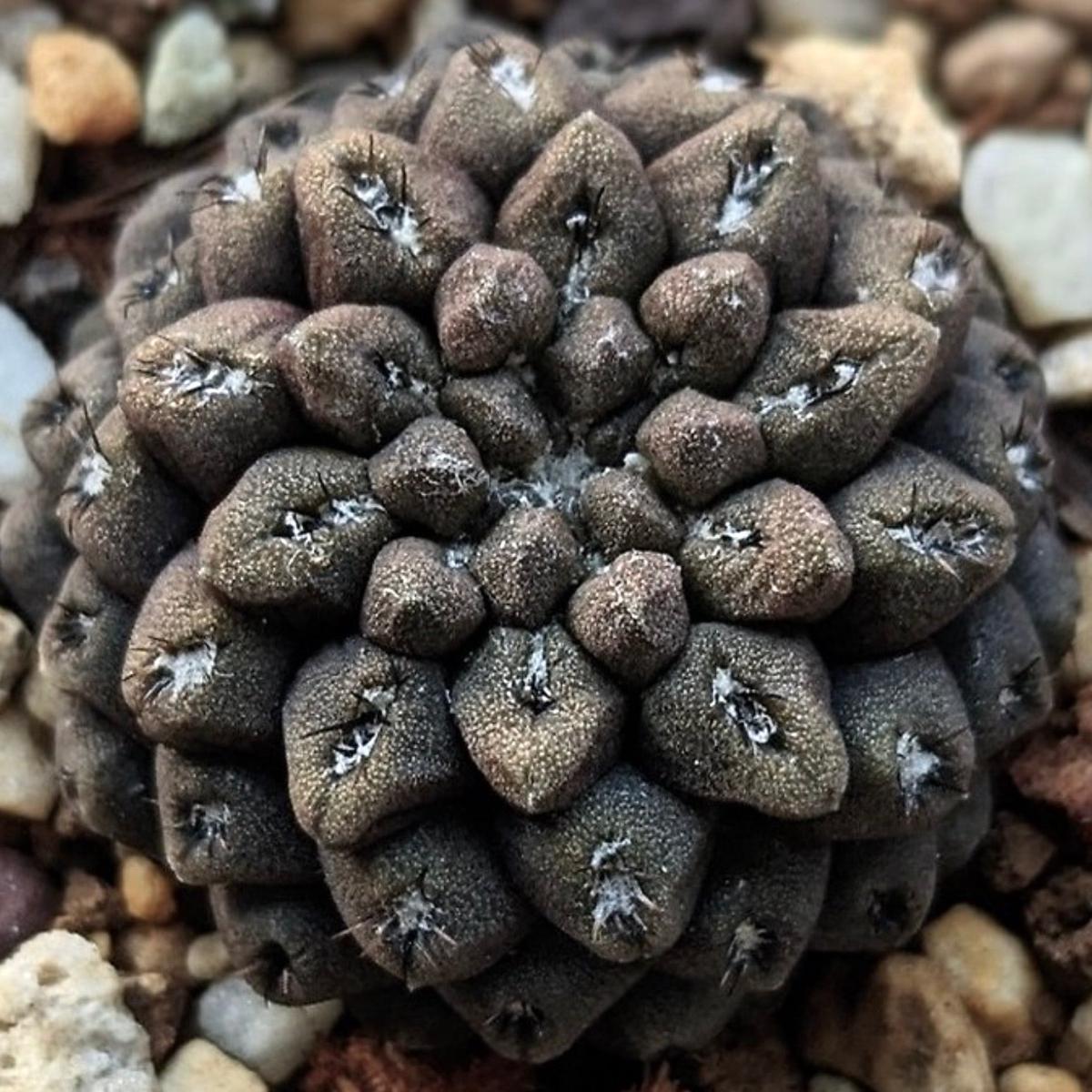 Eriosyce dimorpha SEEDS - 10000 Seeds