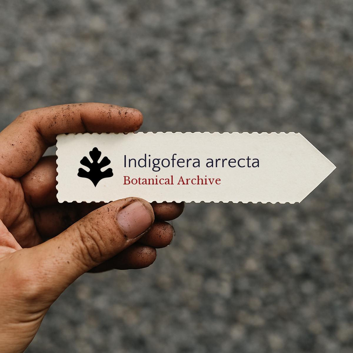 Indigofera arrecta SEEDS
