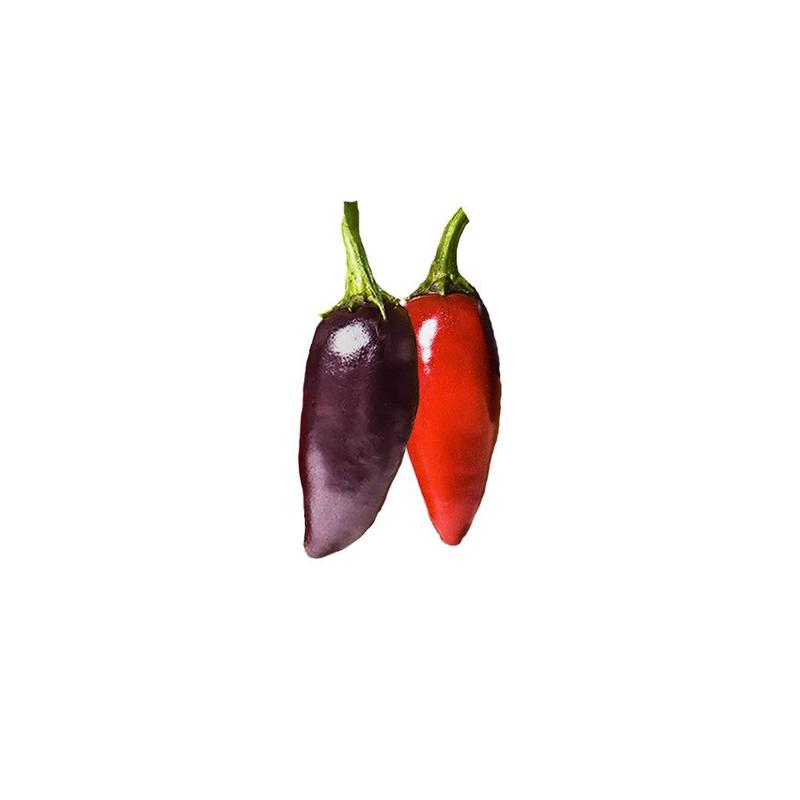 Jalapeo Purple Pepper Seeds - Medium Heat, Sweet Flavor - Heirloom