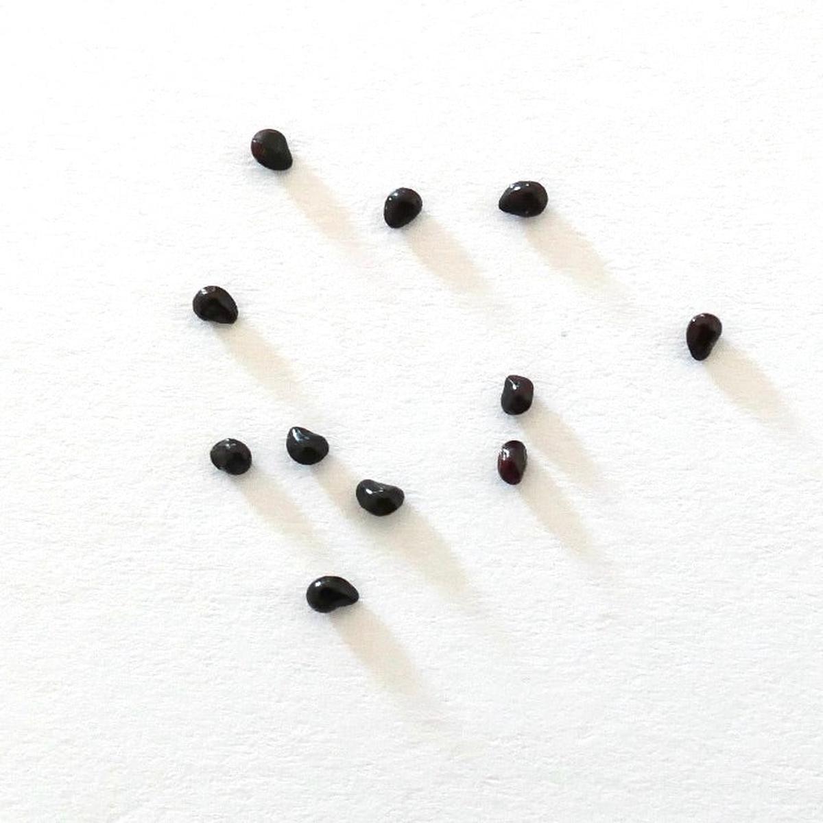 Neobuxbaumia tetetzo SEEDS - 10 Seeds