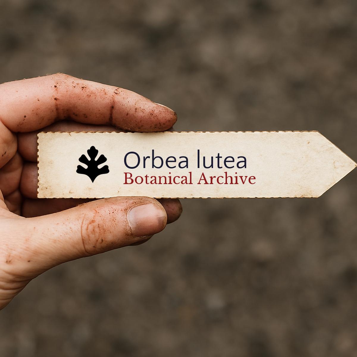 Orbea lutea SEEDS