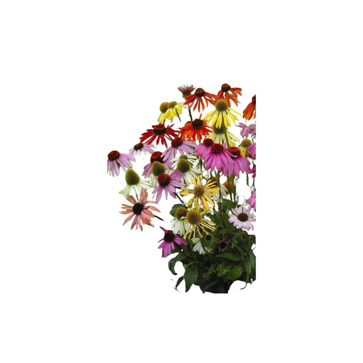 Paradiso Coneflower Seeds | OSC Seeds