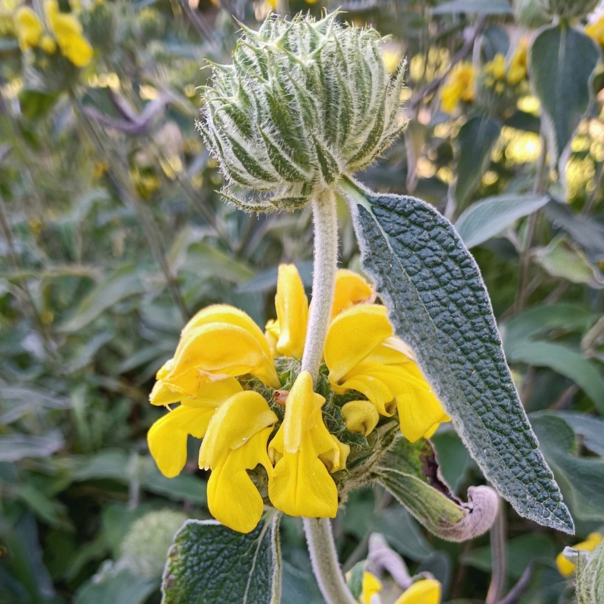 Phlomis fruticosa SEEDS