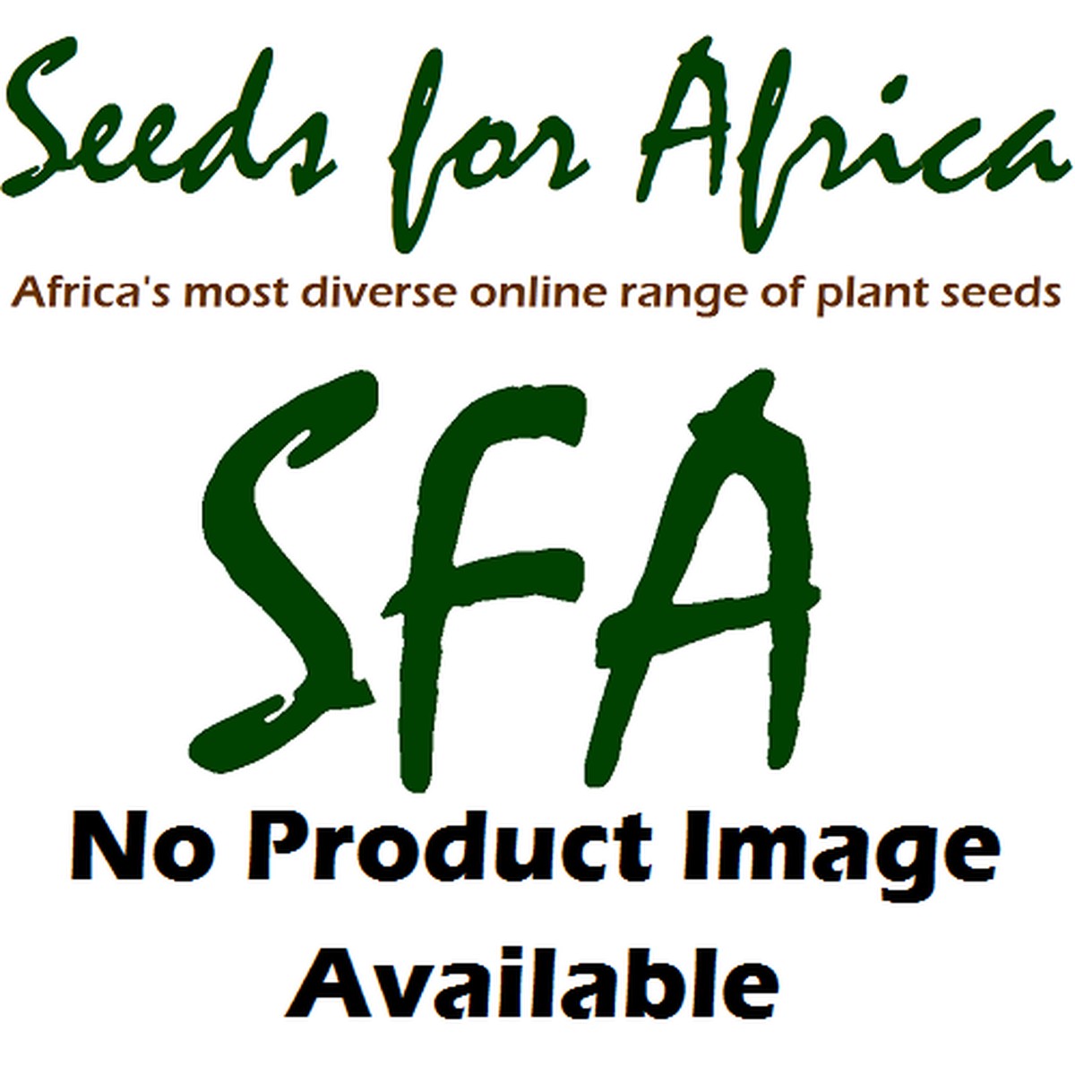Senegalia / Acacia eriocarpa - Indigenous South African Tree - 10 Seeds