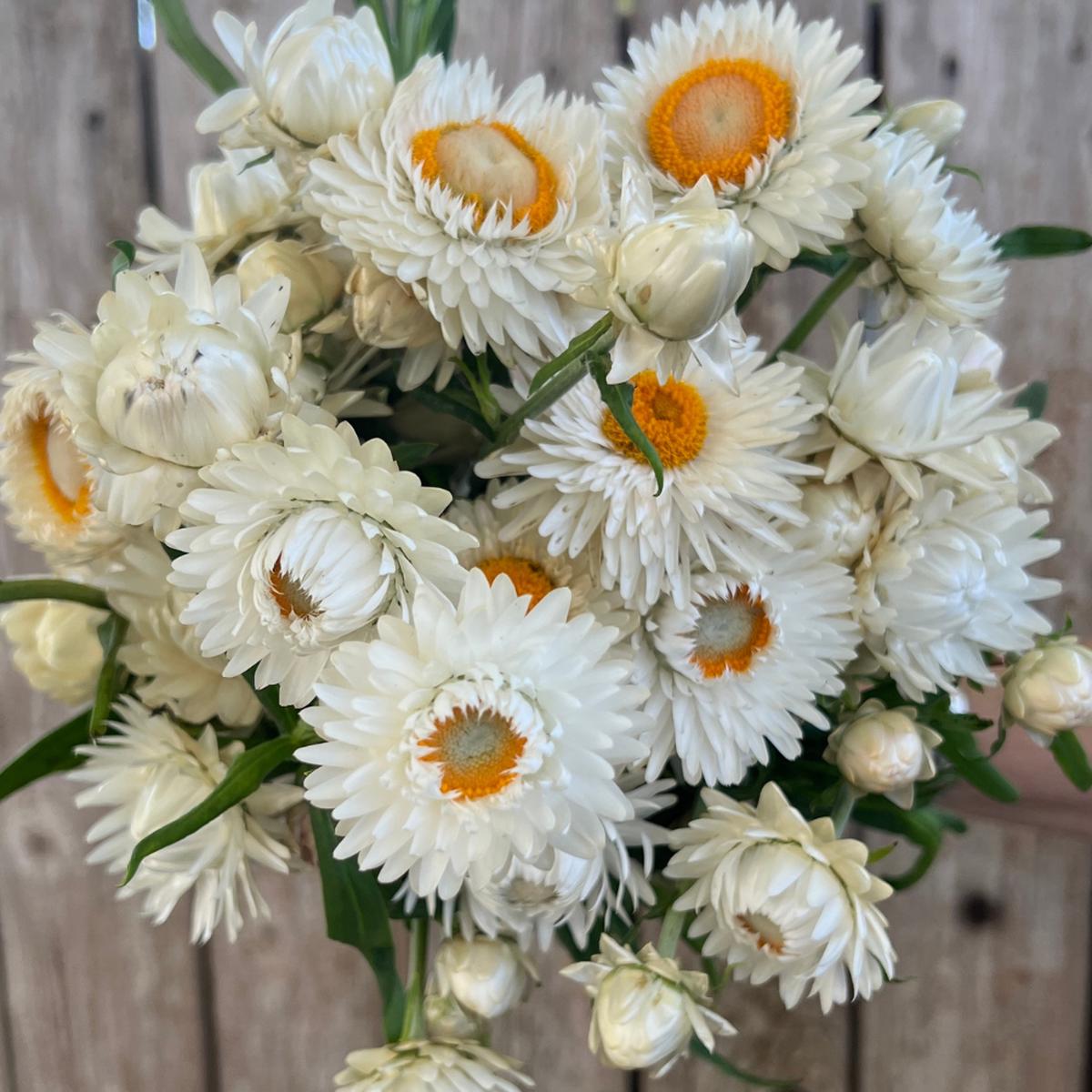 Strawflower, Vintage White