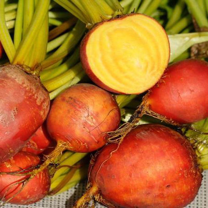 BEET TOUCHSTONE GOLD ORGANIC