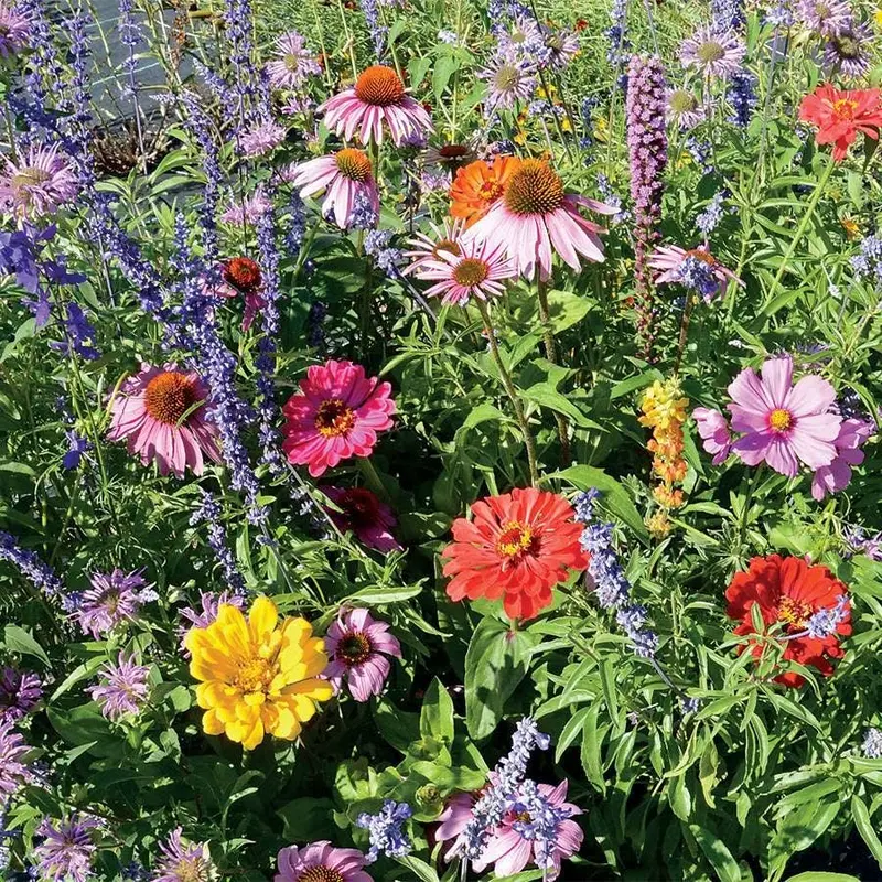 Bumblebee Buffet Wildflower Mix Seeds