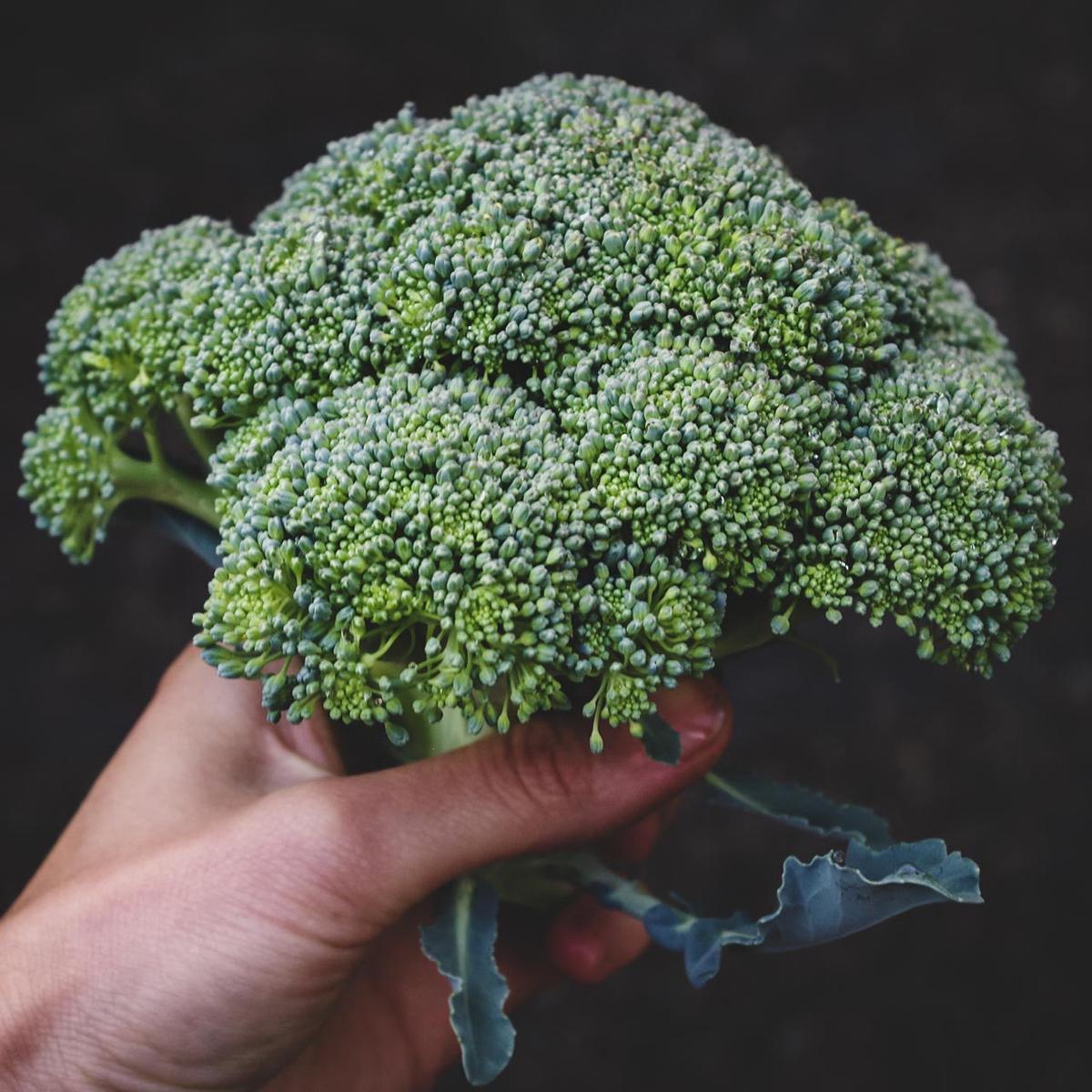 Calabrese Broccoli (Brassica oleracea)