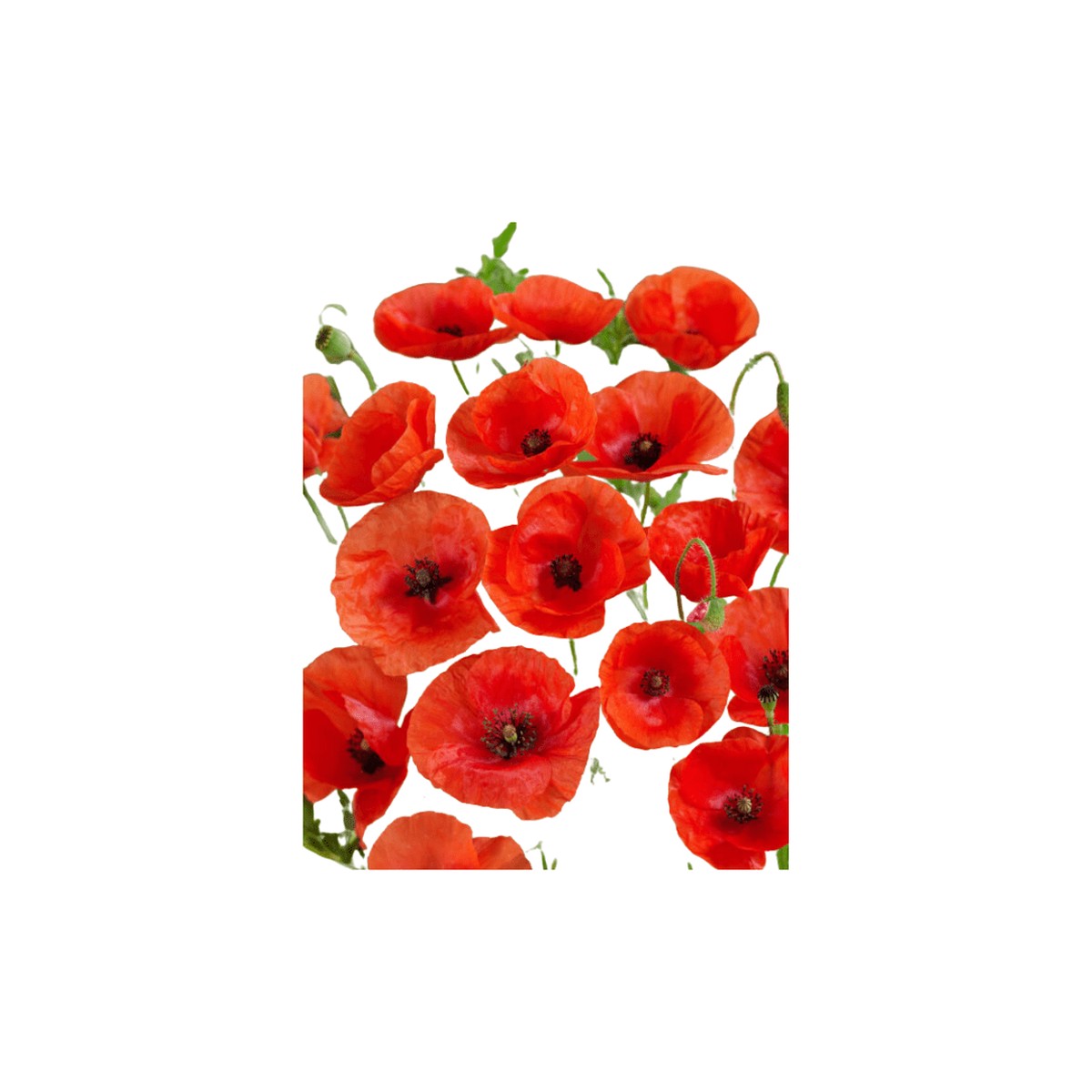 Flanders Field Poppy Seeds | OSC Seeds