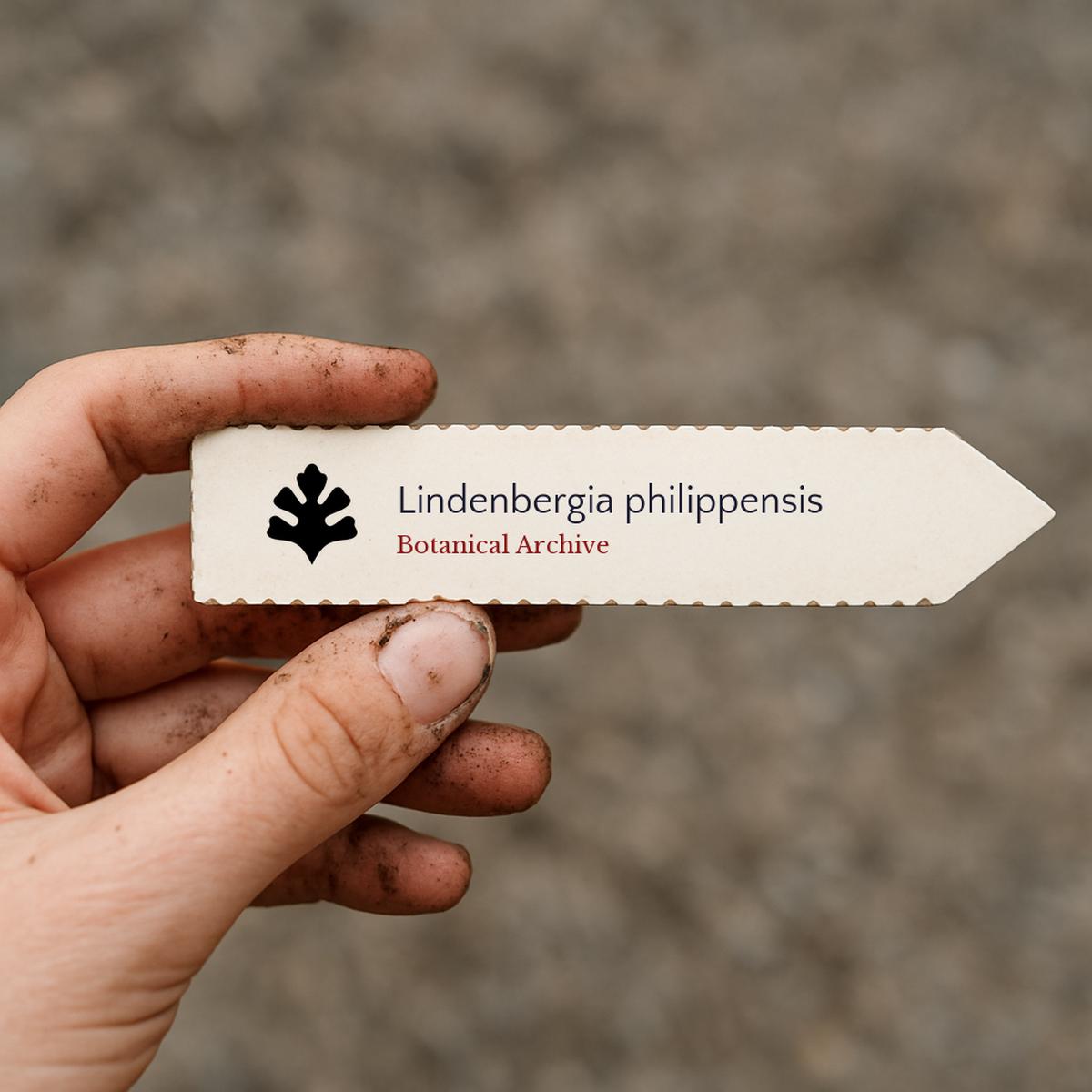 Lindenbergia philippensis SEEDS