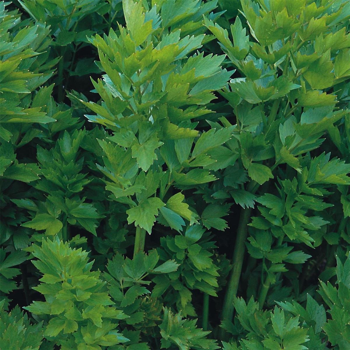 Lovage Seeds Perennial Celery Flavoured Herb