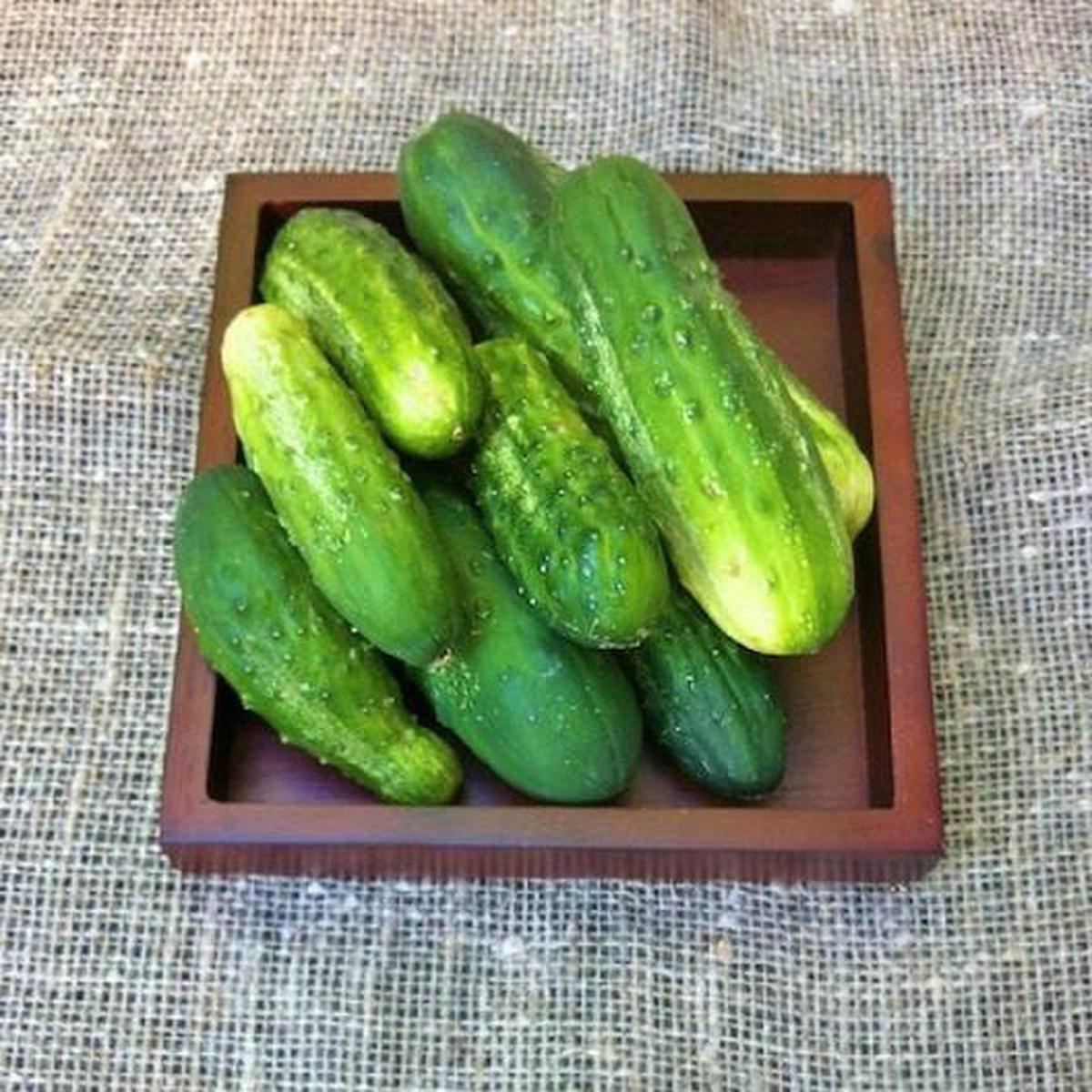National Pickling Cucumber